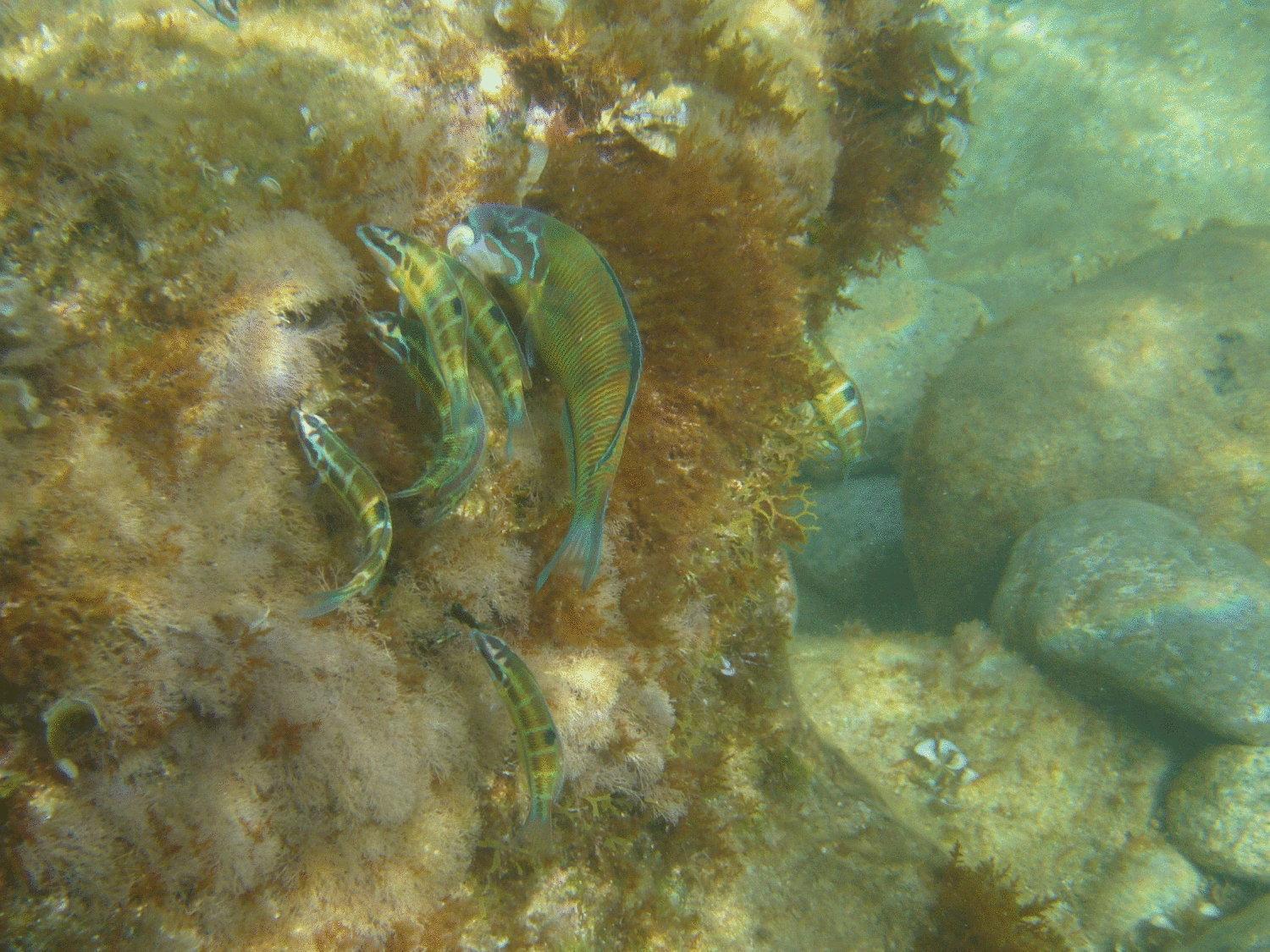 Hotel Virgilio Tropea Esterno foto